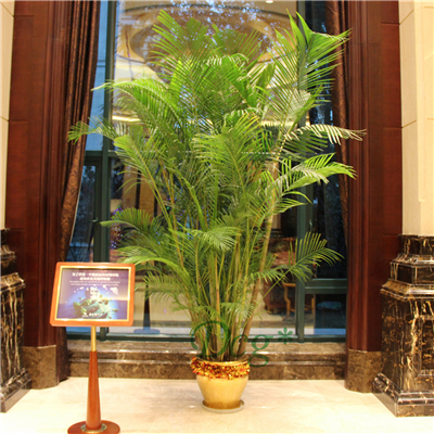 酒店植物租赁