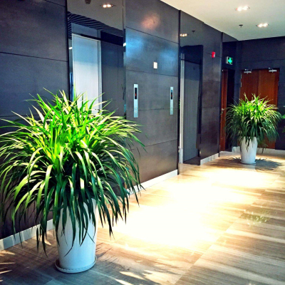 商务楼植物租赁
