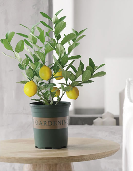 柠檬树