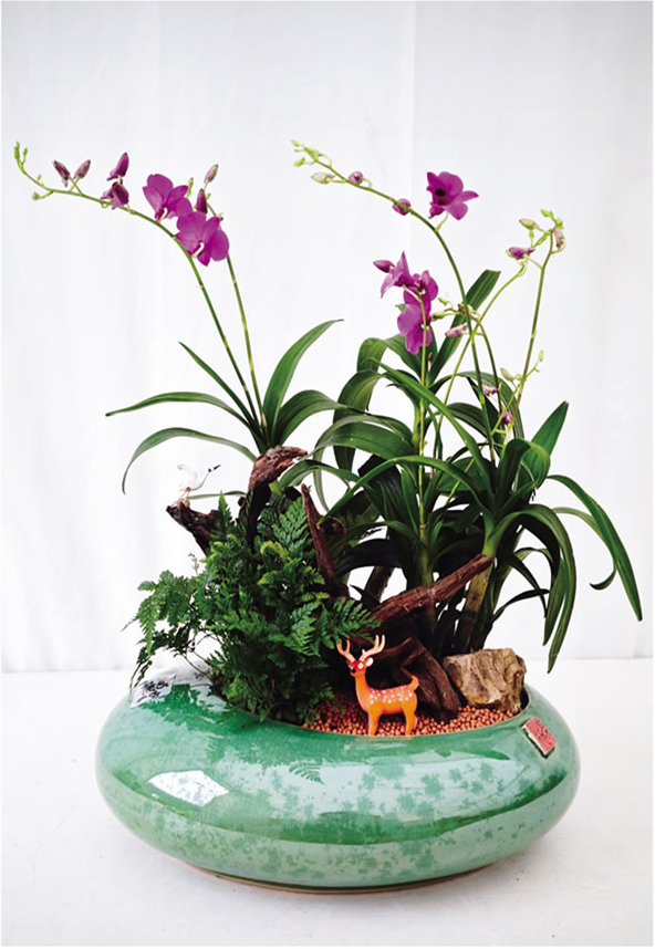 石斛兰盆景