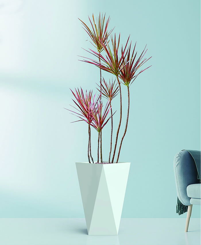 室内租赁组合花箱