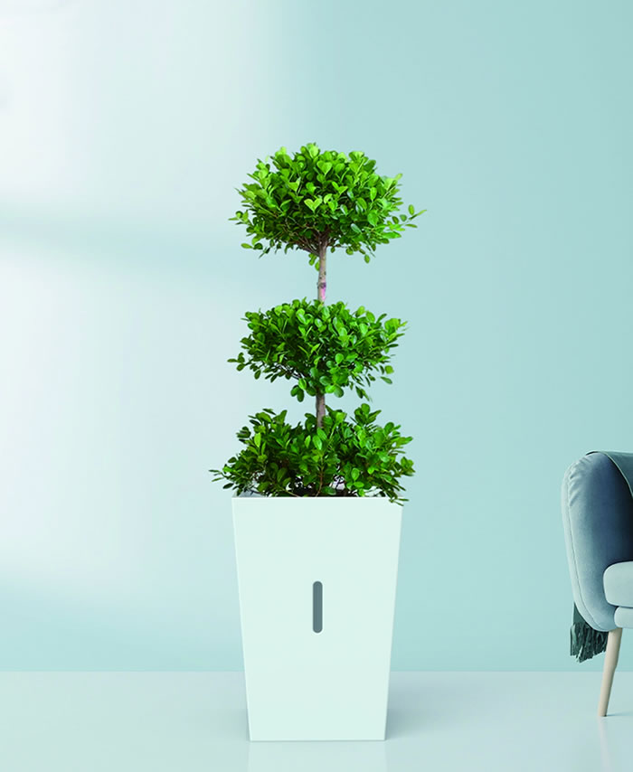 室内租赁组合花箱