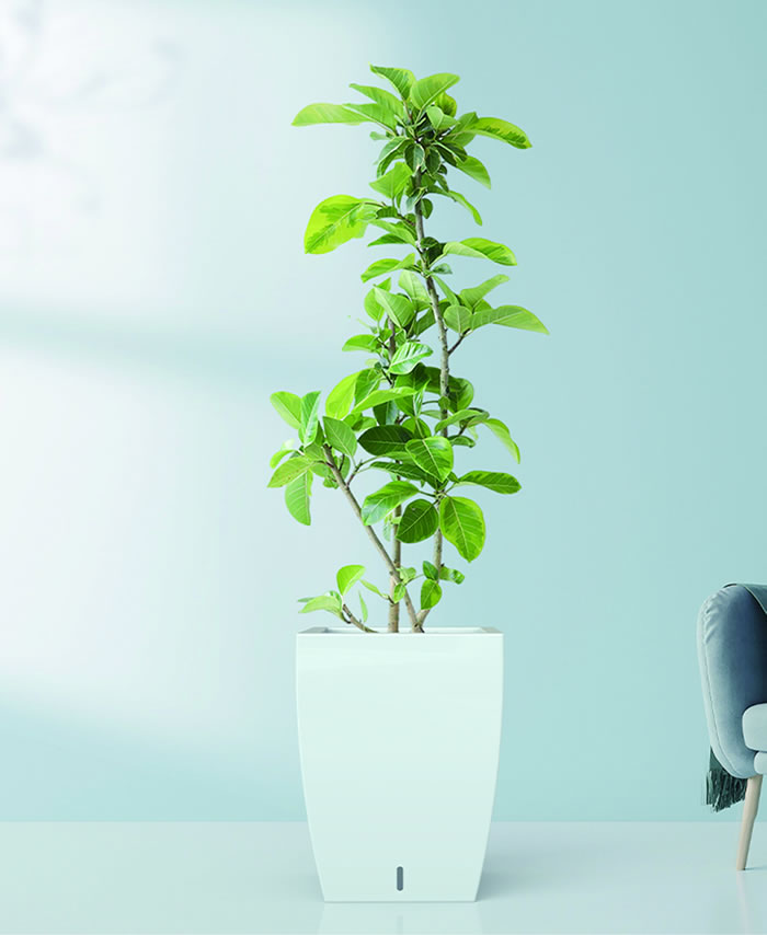 室内租赁组合花箱