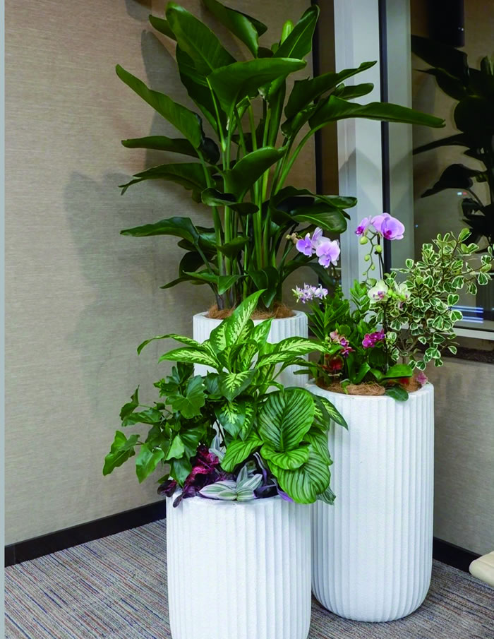 室内租赁组合花箱