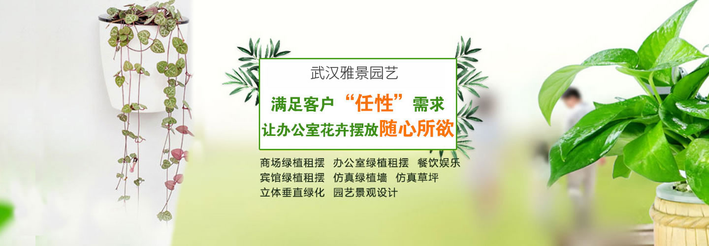 武汉绿植租赁_武汉绿植租摆_武汉花卉租赁-武汉雅景园艺